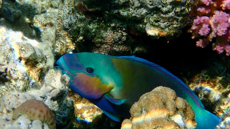 Ikan kakatua atau Parrot Fish, salah satu jenis ikan yang dianjurkan untuk tidak lagi di perjualbelikan. Foto: Ralf Schlegel/unsplash.com