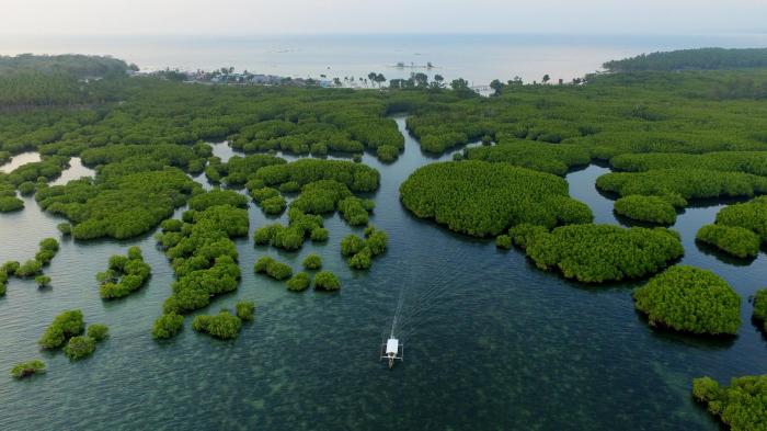 Hamparan hutan mangrove di Kabupaten Kepulauan Selayar, Sulawesi Selatan. Mangrove dikenal sebagai tumbuhan sejuta manfaat untuk lingkungan dan kehidupan manusia. (Foto: Istimewa)