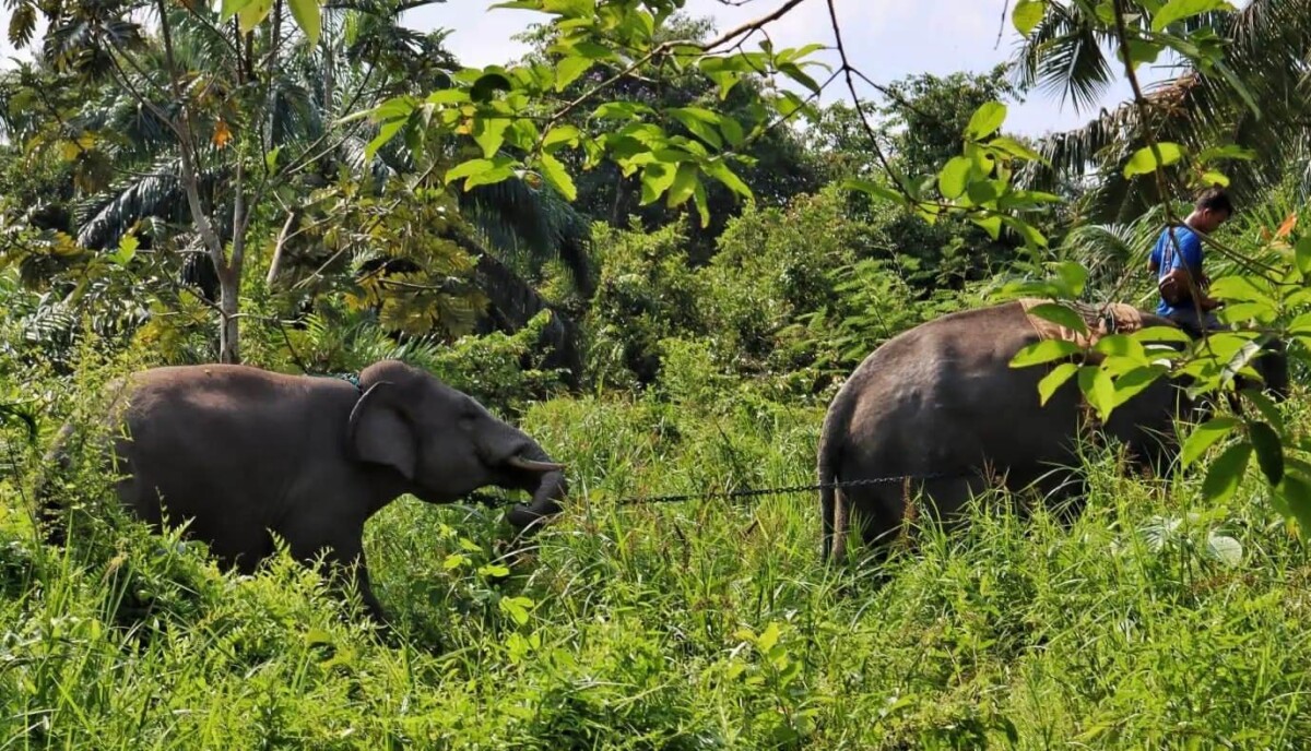 Ilustrasi gajah sumatra. (Foto: ksdae.menlhk.go.id)