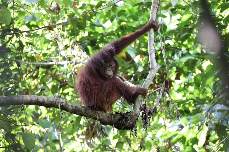 Orangutan Kalimantan termasuk primata yang terancam akibat deforestasi dan perburuan liar. (Foto: menlhk.go.id))