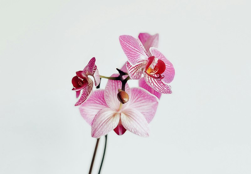 Tanaman anggrek. (Foto: unsplash.com/Camilia Bastamante)