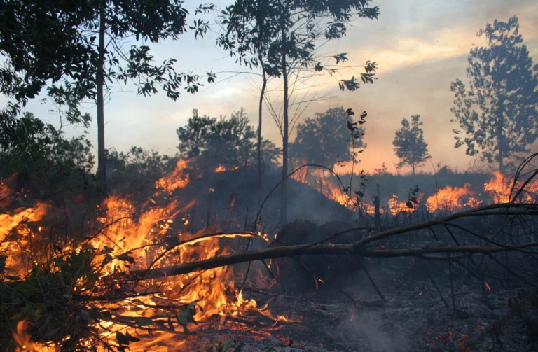 Ilustrasi kebakaran hutan (Foto: ugm.ac.id)
